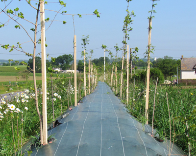 Préserver la biodiversité avec les toiles de paillage AGROSOL pour les plantations espaces verts et cultures maraîchères